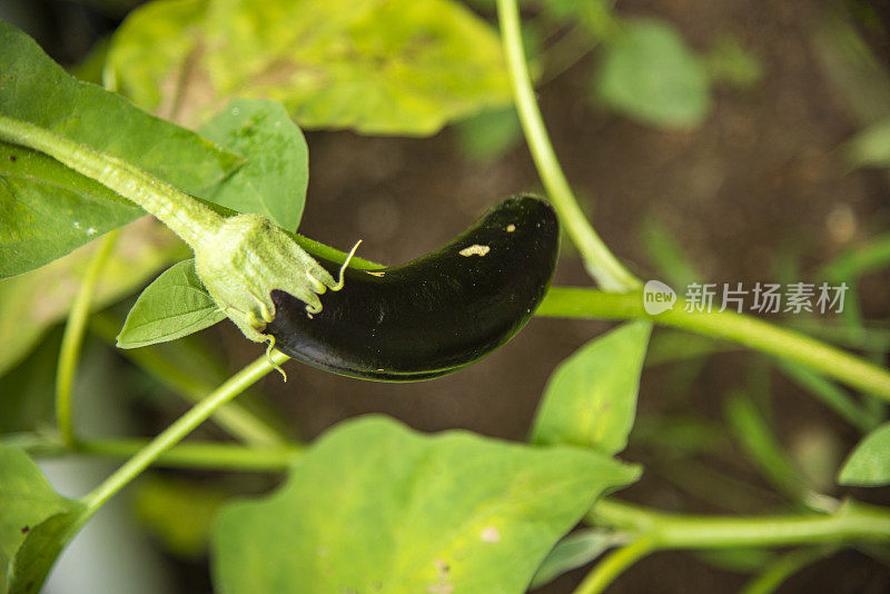 鲜紫茄子，茄子园