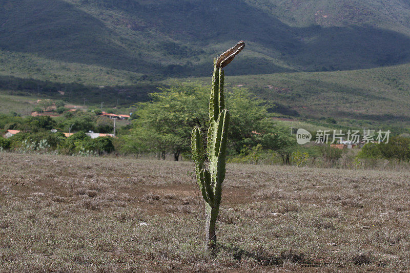 mandacaru仙人掌植物