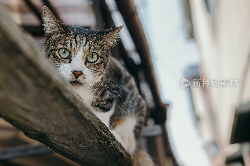 篱笆上的虎斑猫