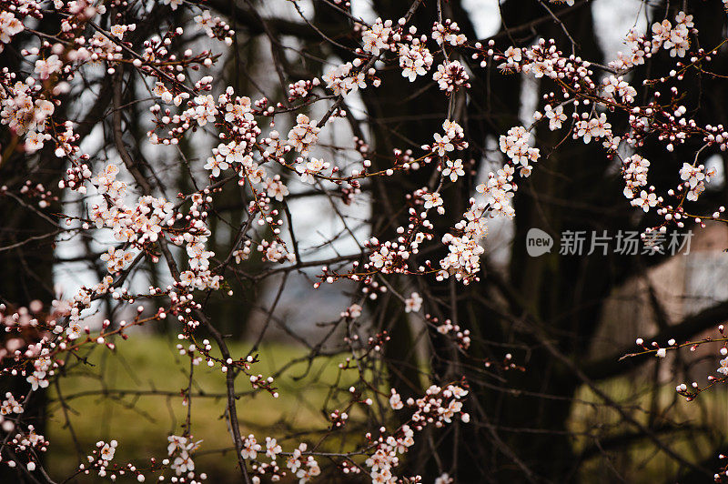 春天粉红色的花