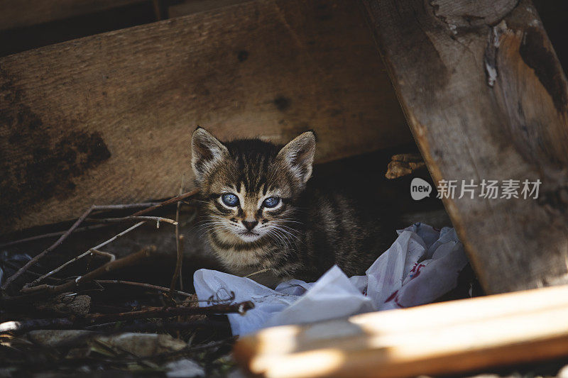 窝里的小猫