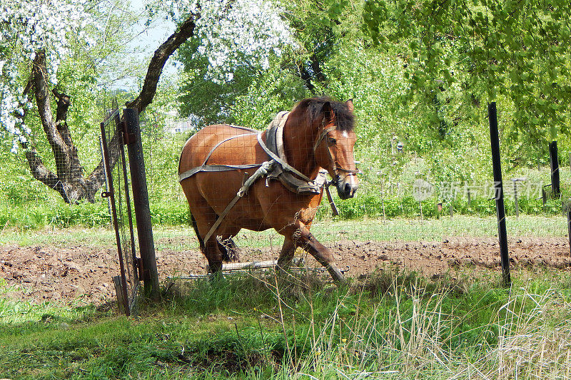 一匹棕色的马在农场犁地