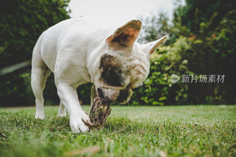 法国斗牛犬嚼木头