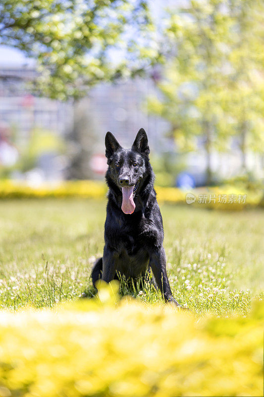 黑色德国牧羊犬坐在草地上