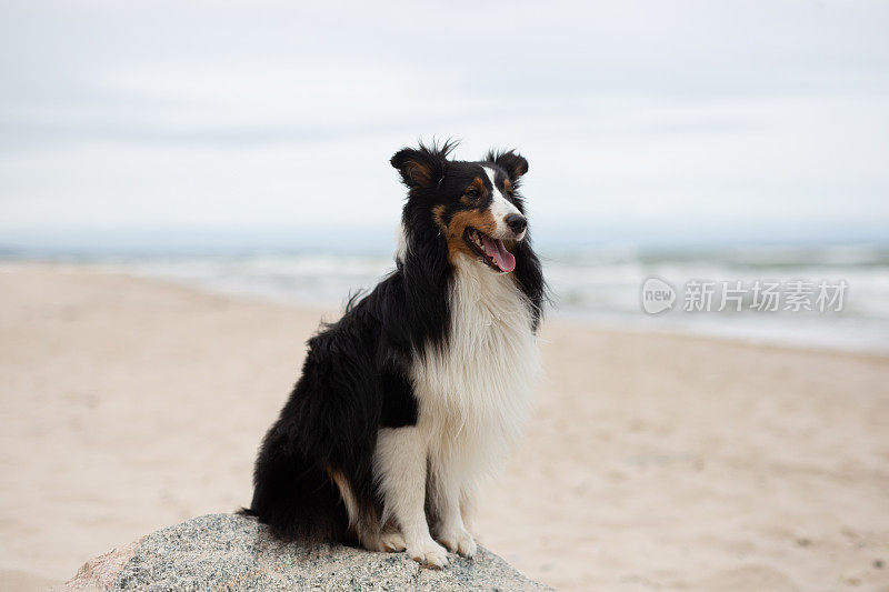 牧羊犬，狗，波罗的海，波兰，海滩