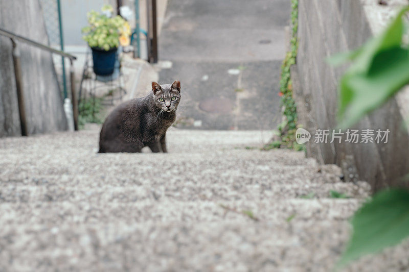 一只灰色的猫从楼梯底部往上看