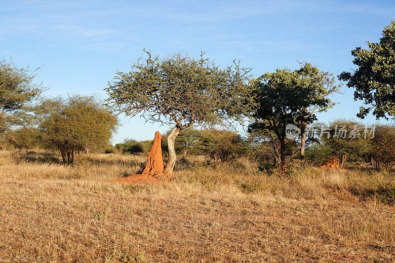 白蚁丘在Omboroko山在Otjozondjupa地区，纳米比亚
