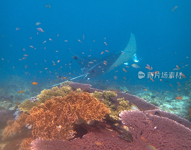 鱼和蝠鲼游泳