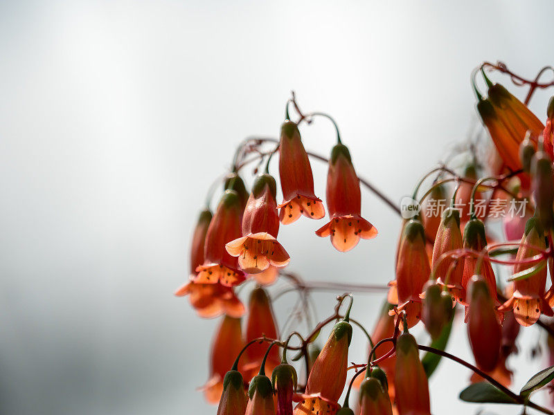 高凉菜属花