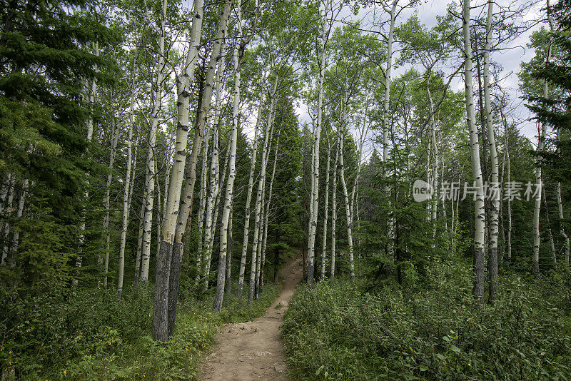 夏天的桦树在五湖山谷，碧玉国家公园，AB，加拿大