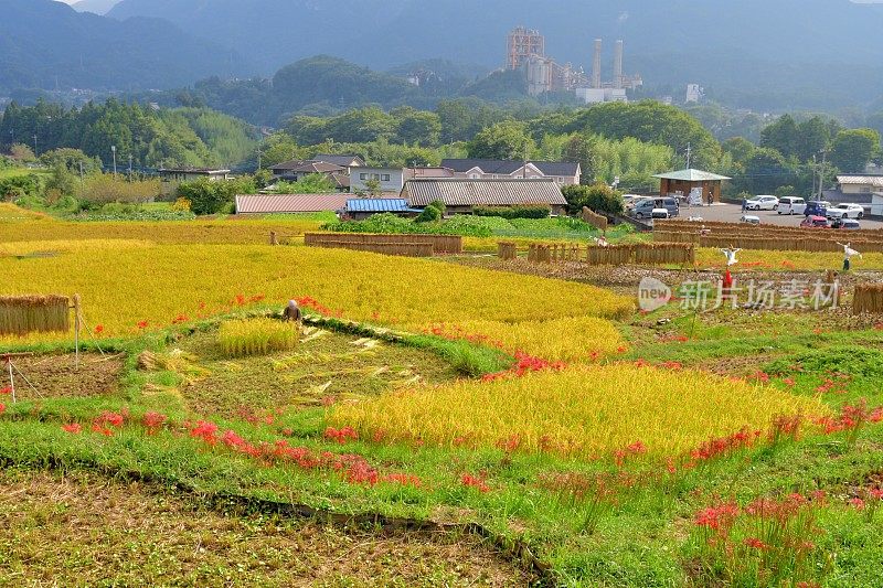 秋日的寺坂梯田，位于琦玉县秩父县