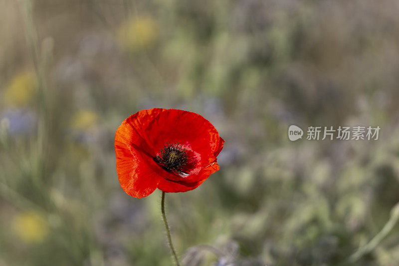 罂粟花,浅