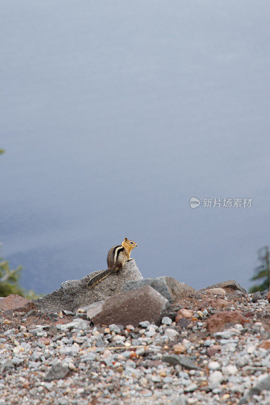 可爱的小花栗鼠站在火山口湖的悬崖上