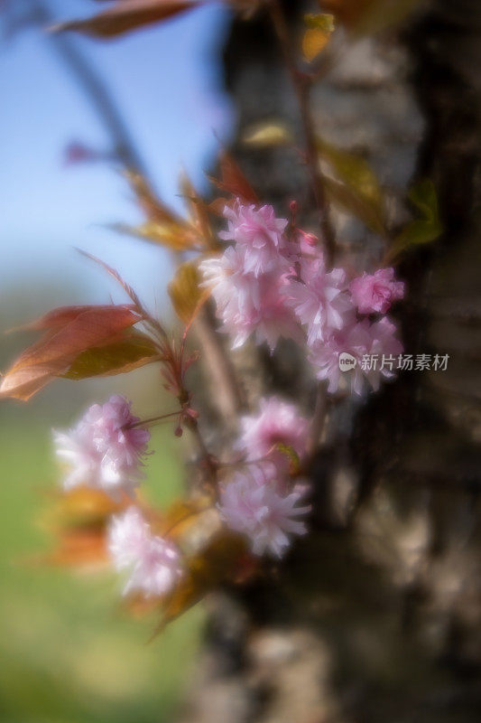 美丽的粉红色樱花在春天盛开在城市中心公园的树上，在哈罗盖特，北约克郡，英国。有意模糊的梦幻质感创建与Lensbaby镜头添加气氛