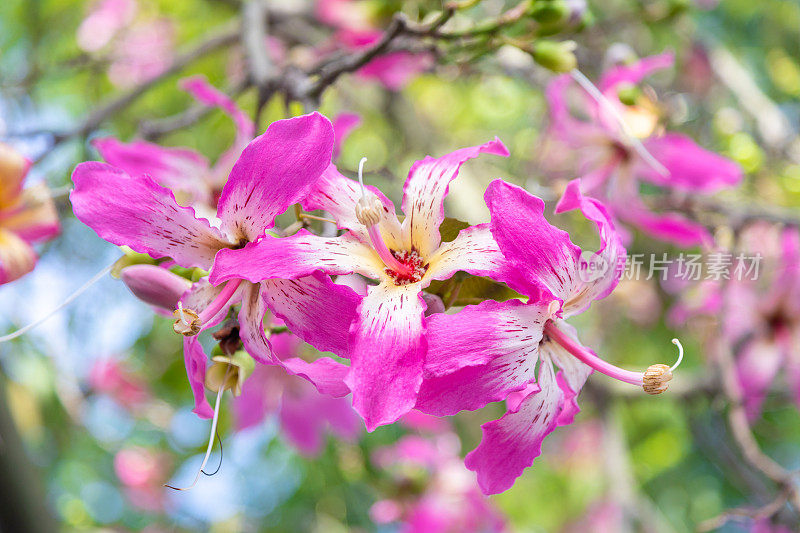 开花的丝棉树(木棉属)