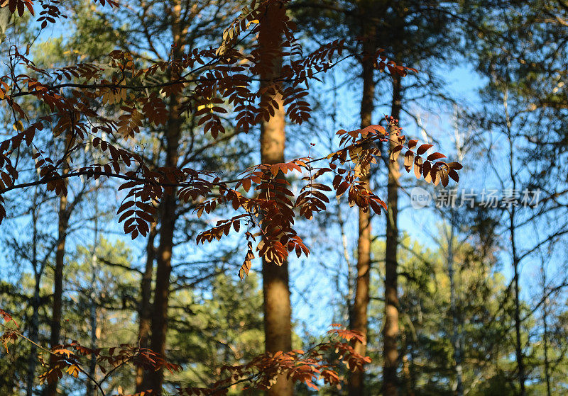 森林灌木丛里的红叶被阳光照得闪闪发亮