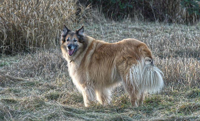 比利时Tervuren