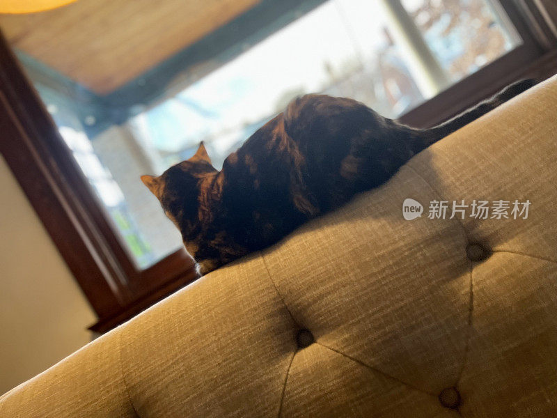 印花布猫向窗外看