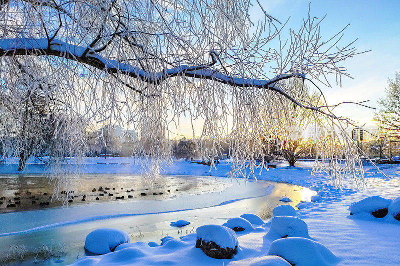 城市公园里被霜覆盖的树木和湖面上的冰。芬兰冬季景观。
