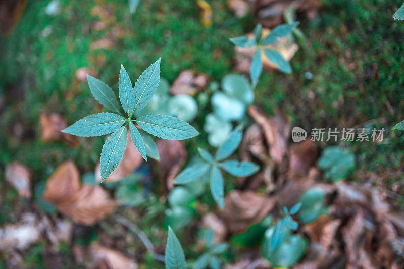 森林中的植被