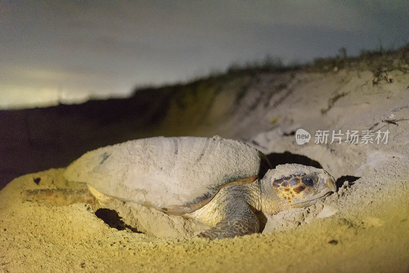 沙滩上的海龟特写镜头