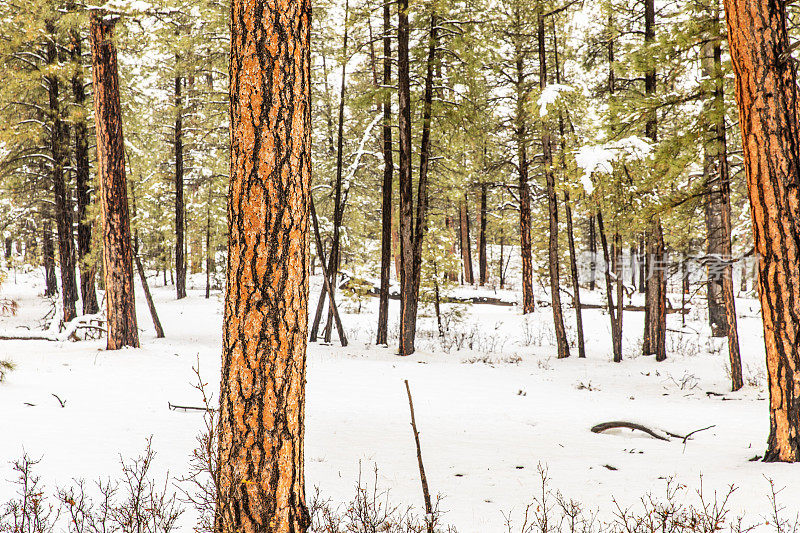 近距离的松树树干纹理覆盖在冬天的雪