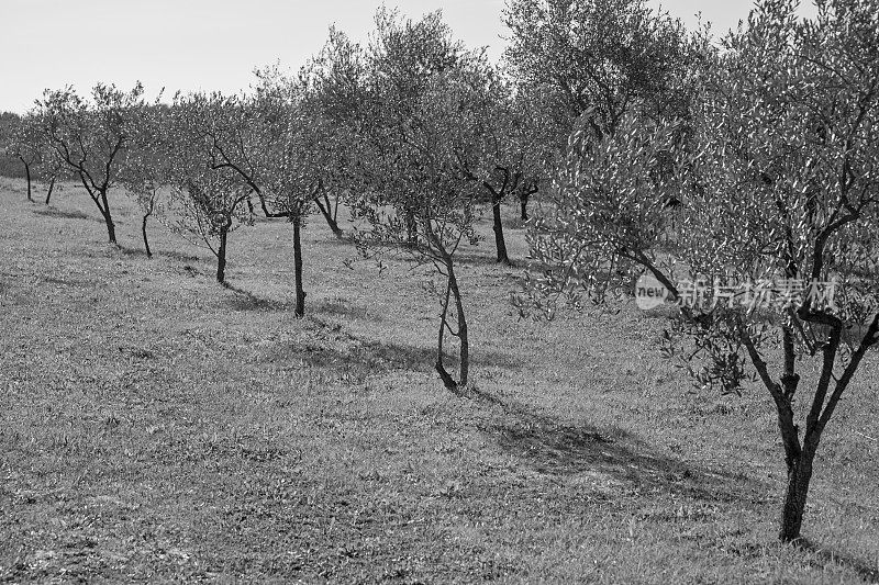 一排橄榄树树苗