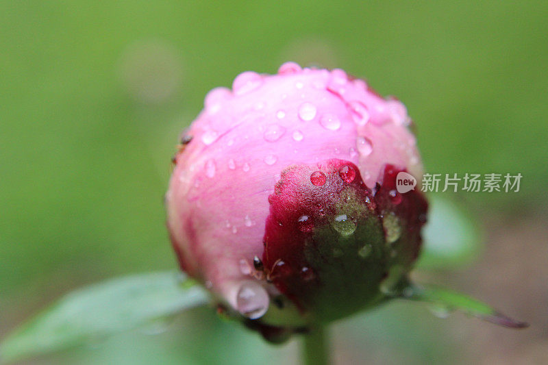 粉色牡丹花蕾特写，有雨滴和蚂蚁