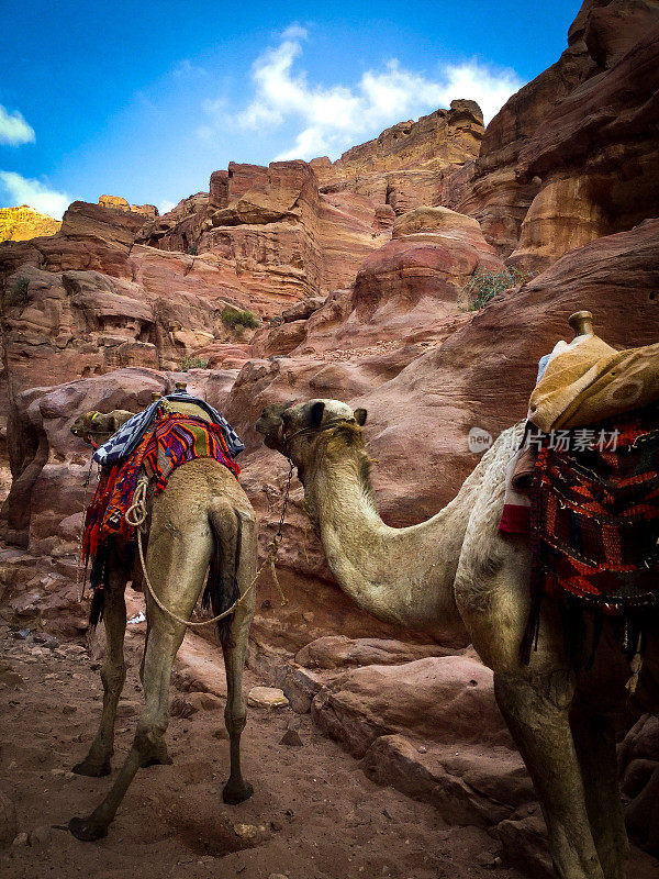 在约旦山脉中间与两头骆驼接触的个人视角。