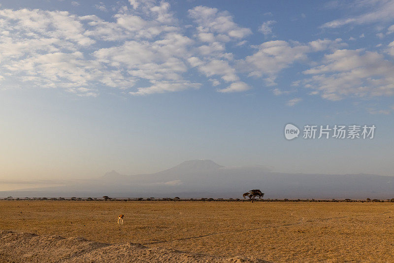 在国家公园，鹿站在干旱的土地上，背对着蓝天