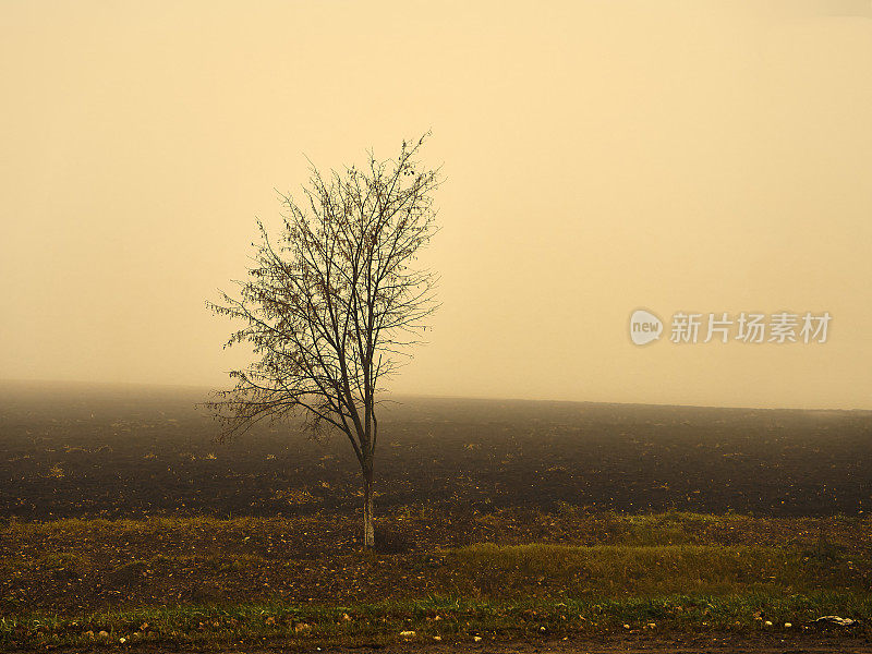 深秋，田野的郊外长着一棵小树，雾蒙蒙的早晨给风景增添了一丝神秘