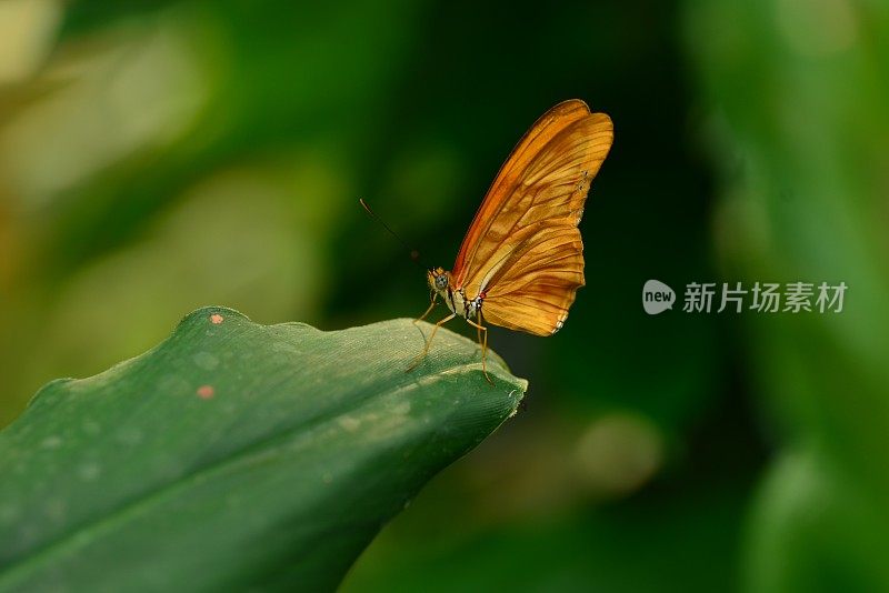 橙色仙女木蝶，产自英国