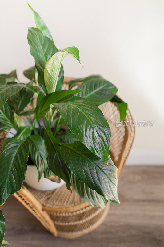 和平百合植物“spathphyllum”植物在复古藤制孔雀椅上，一个美丽茂盛的热带空气净化室内植物在南佛罗里达2023年冬天