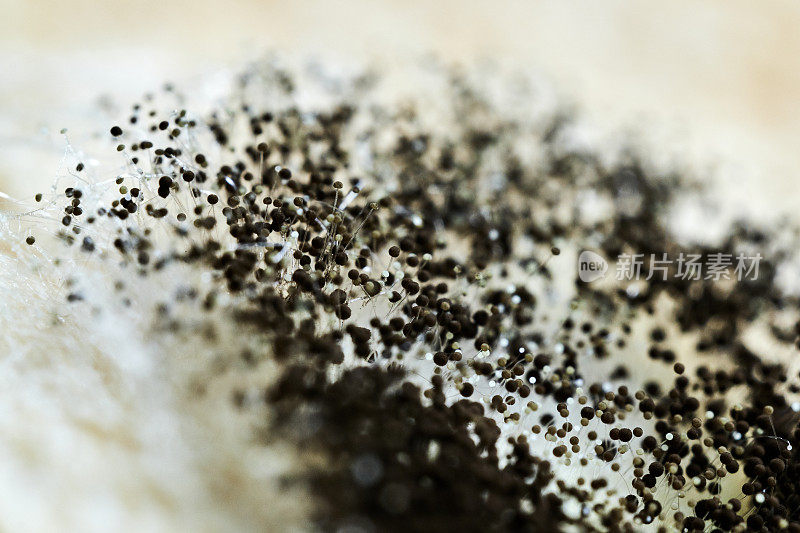 详细的黑霉微距照片，烟曲霉真菌特写