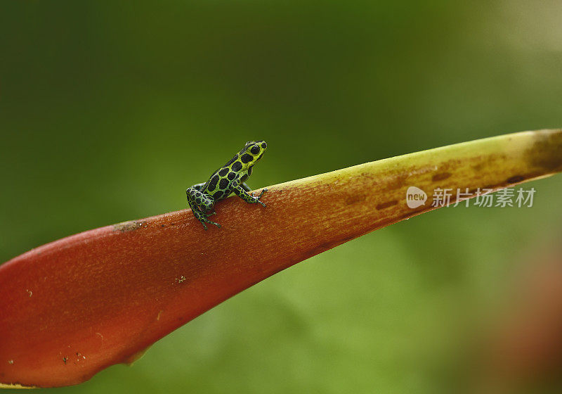 毒箭蛙高地上的一个heliconia花