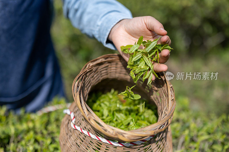 一位女农民拿着刚采摘的茶叶