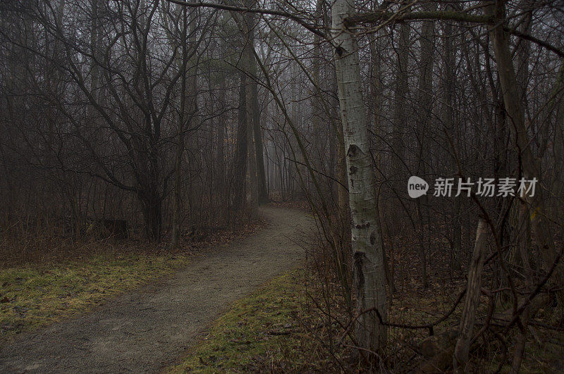 一条通往雾气弥漫、阴森恐怖的森林的小径