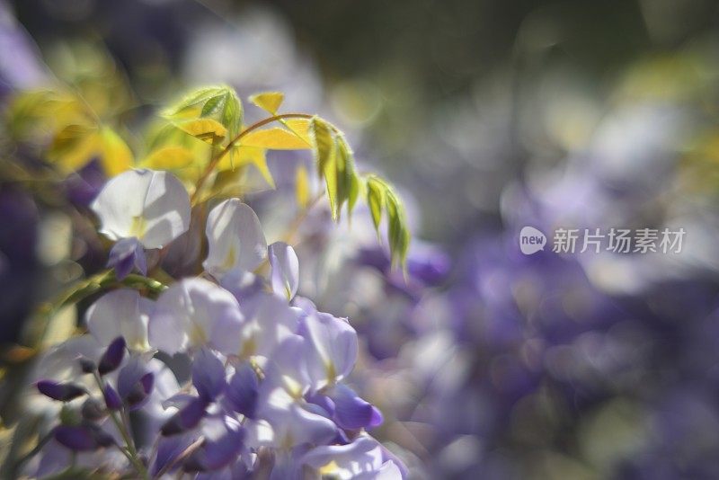 紫藤植物在阳光下