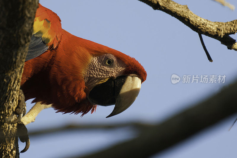 哥斯达黎加卡拉拉国家公园，树间的猩红色金刚鹦鹉肖像