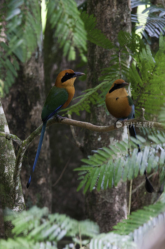 哥斯达黎加萨拉皮基森林里的宽嘴莫特莫特的雄性和雌性