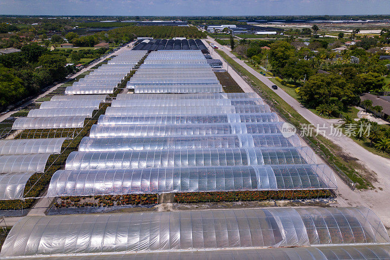 温室用塑料布盖着。在佛罗里达州种植花卉和植物