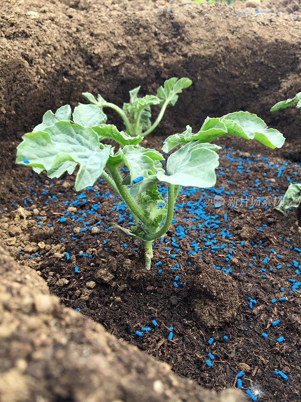 西瓜种植在土壤中，有机耕作，西瓜