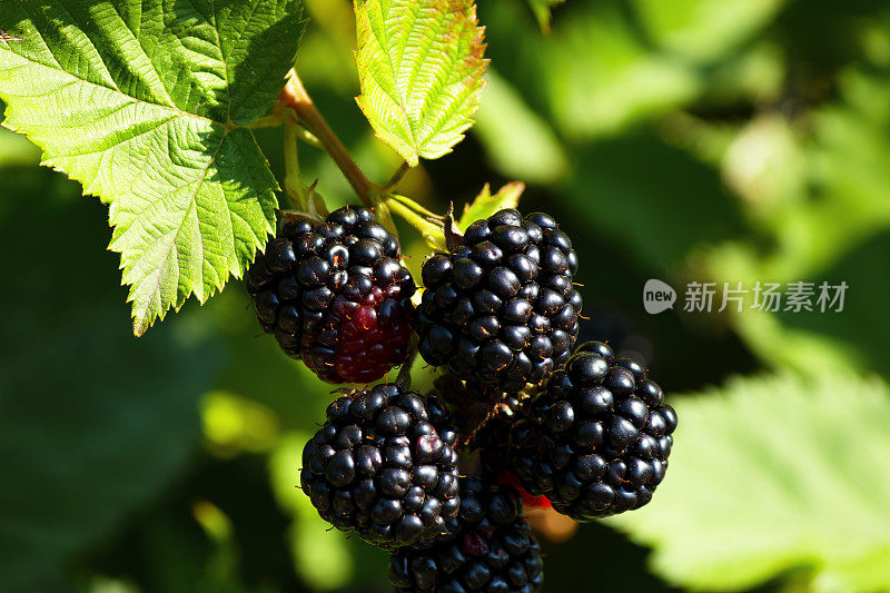 贝瑞背景。成熟的黑莓特写。成熟和未成熟的黑莓在灌木上。有选择性的重点。