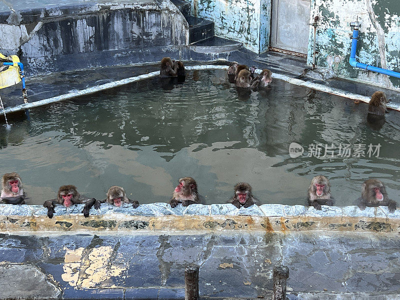 一只日本猴子在温泉里