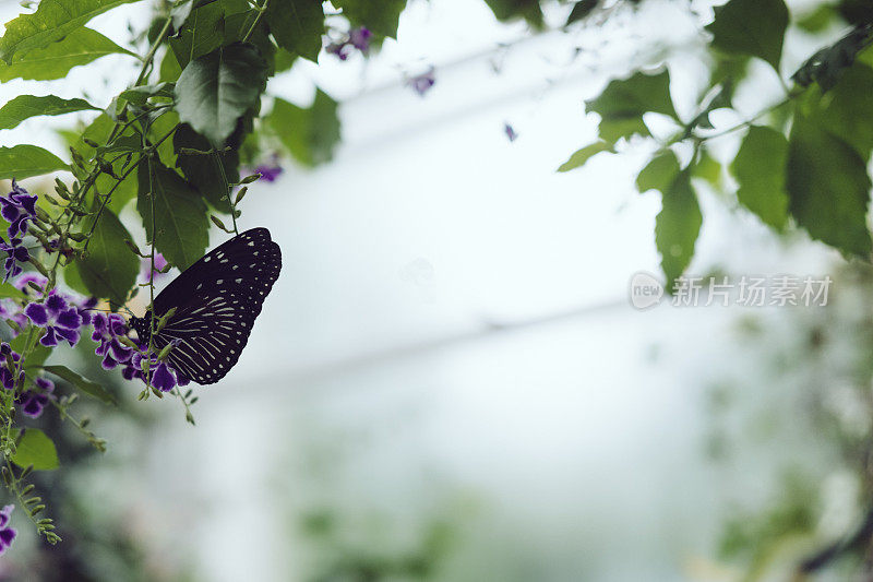 一只蝴蝶栖息在植物上