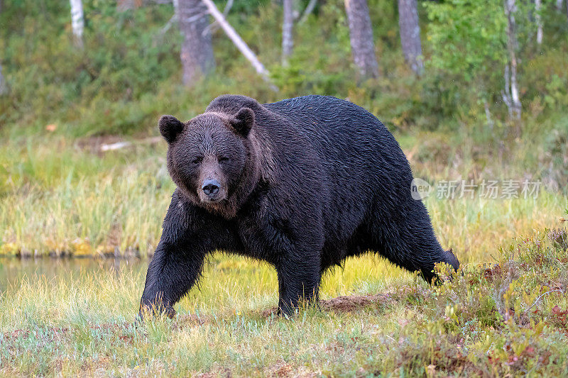 芬兰北部锦湖附近的秋天，一只熊在森林里散步