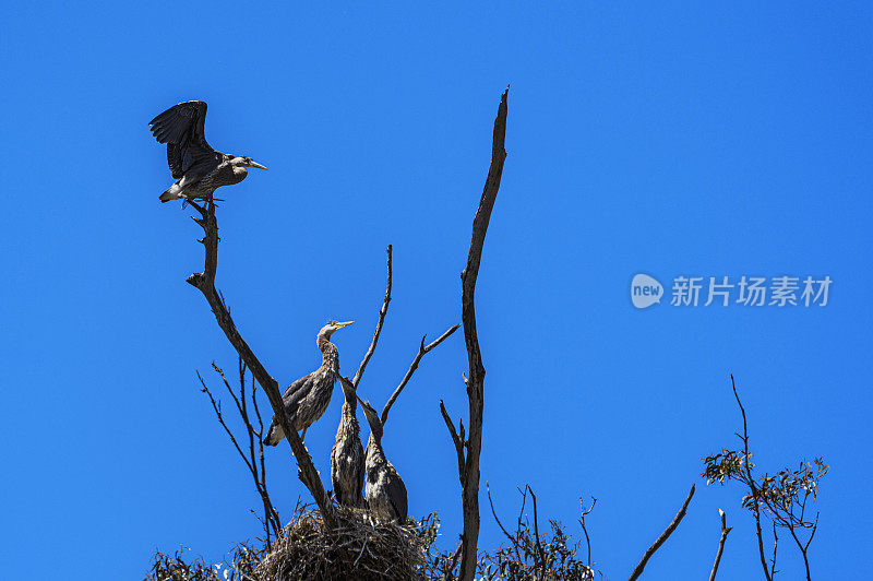 栖息在树梢上的大蓝鹭