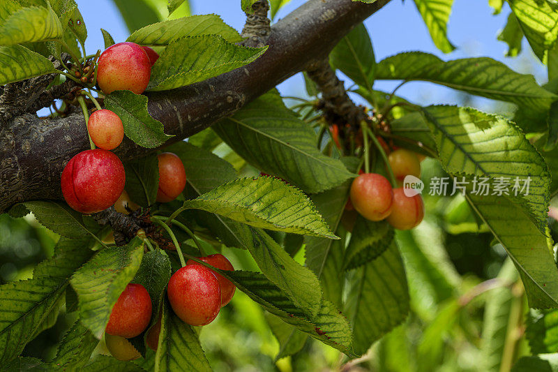 树上成熟的樱桃特写