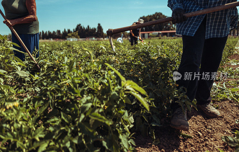 意大利的农业活动:清除番茄植株上的杂草