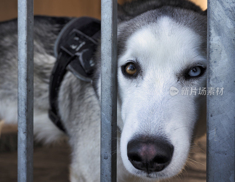 哈士奇犬画像